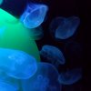 Wycieczka do Oceanarium