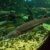 Wycieczka do Oceanarium