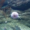 Wycieczka do Oceanarium