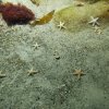 Wycieczka do Oceanarium