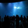 Wycieczka do Oceanarium